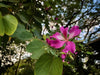 Hong Kong Orchid Tree – Ornamental Tree Border Accent for Southern California Landscapes