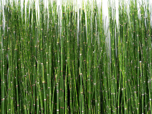 HorseTail - Architectural Vertical Accent Plant for Southern California Landscapes Indoor or Outdoor Focal Point