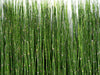HorseTail - Architectural Vertical Accent Plant for Southern California Landscapes Indoor or Outdoor Focal Point