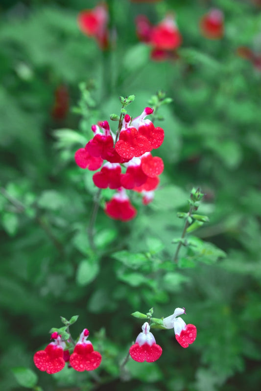 Hot Lips Sage – Compact Colorful Accent Shrub for Southern California Landscapes