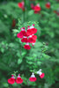 Hot Lips Sage – Compact Colorful Accent Shrub for Southern California Landscapes
