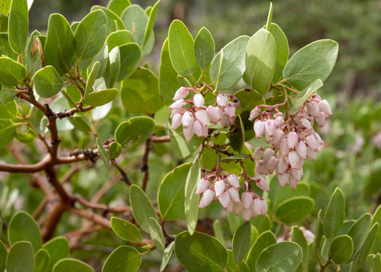 Howard Mcminn Manzanita – Drought-Tolerant Evergreen Shrub for Southern California Landscapes