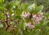 Howard Mcminn Manzanita – Drought-Tolerant Evergreen Shrub for Southern California Landscapes