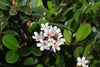 Indian Hawthorn Clara – Foundation & Border Plant For Southern California Landscapes