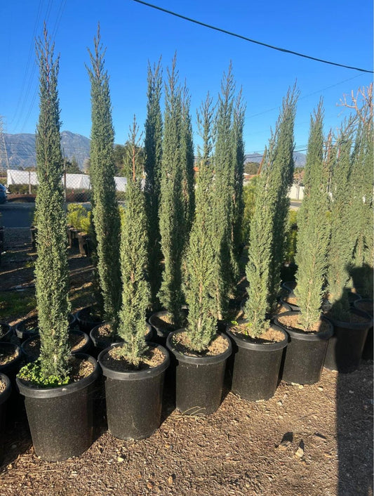 Italian Cypress – Privacy Screening and Accent Plant for Southern California Landscapes