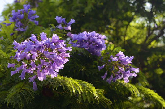 Jacaranda Mimosifolia – Focal Point Tree for Southern California Landscapes