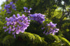 Jacaranda Mimosifolia – Focal Point Tree for Southern California Landscapes
