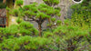 Japanese Black Pine – Low-Maintenance Accent Tree for Southern California Landscapes
