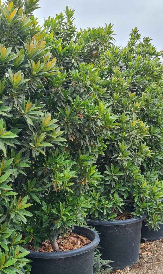 Japanese BlueBerry Hedge – Evergreen Privacy Screen for Southern California Landscapes