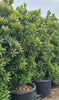 Japanese BlueBerry Hedge – Evergreen Privacy Screen for Southern California Landscapes