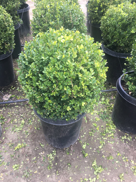 Japanese Boxwood Globes – Accent Plant for Southern California Landscapes