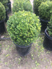 Japanese Boxwood Globes – Accent Plant for Southern California Landscapes