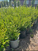Japanese Boxwood – Low-Maintenance Hedge for Privacy, Borders, and Property Lines for Southern California Landscapes