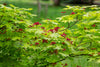 Japanese Maple - Shade Tree for Southern California Landscapes, Focal Point Accent