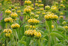 Jerusalem Sage – Compact Drought-Tolerant Shrub for Southern California Landscapes