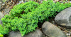 Juniper Nana – Low-Maintenance Groundcover for Southern California Landscapes