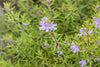 Coast Rosemary – Privacy Screen Plant Drought-Tolerant for Southern California Landscapes