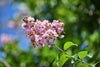 Lavender Crape Myrtle – Drought-Tolerant Tree for Southern California Landscapes