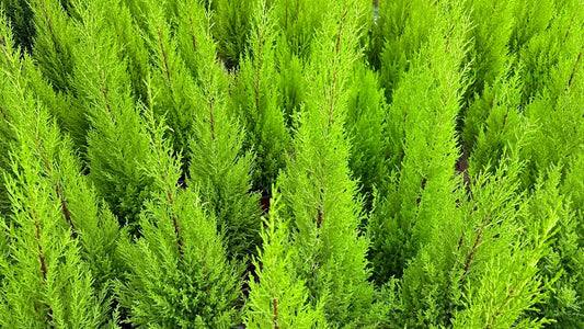 Dwarf Lemon Cypress Goldcrest – Container Accent Plant for Southern California Landscapes