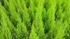 Dwarf Lemon Cypress Goldcrest – Container Accent Plant for Southern California Landscapes