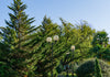 Leyland Cypress – Evergreen Privacy Screen for Sun-Filled Southern California Landscapes