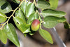 Li Jujube Tree – Fruit-Bearing Edible Landscape Tree for Southern California Landscapes