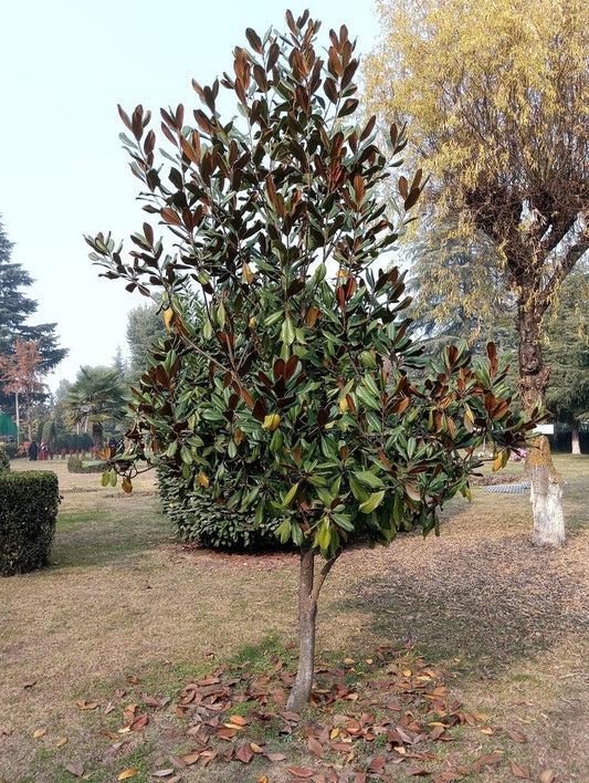Little Gem Magnolia – Ornamental Evergreen Tree for Small Yards for Southern California Landscapes