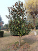 Little Gem Magnolia – Ornamental Evergreen Tree for Small Yards for Southern California Landscapes