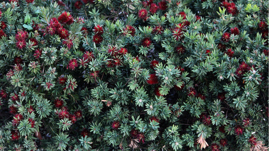 Little John Dwarf Bottlebrush – Red Flowering Shrub for Southern California Landscapes