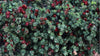 Little John Dwarf Bottlebrush – Red Flowering Shrub for Southern California Landscapes
