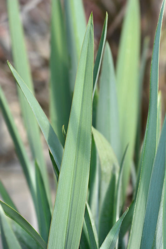 Little Rev Flax Lily – Drought-Tolerant Border Plant for Southern California Landscapes