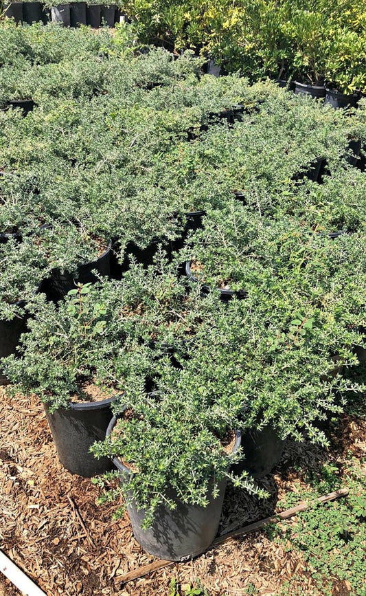 Low Horizon Westringia – Evergreen Groundcover for Southern California Landscapes