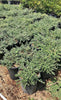 Low Horizon Westringia – Evergreen Groundcover for Southern California Landscapes