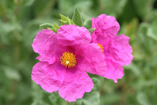 Magenta Rockrose – Drought-Tolerant Border Plant for Southern California Landscapes