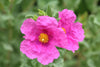 Magenta Rockrose – Drought-Tolerant Border Plant for Southern California Landscapes