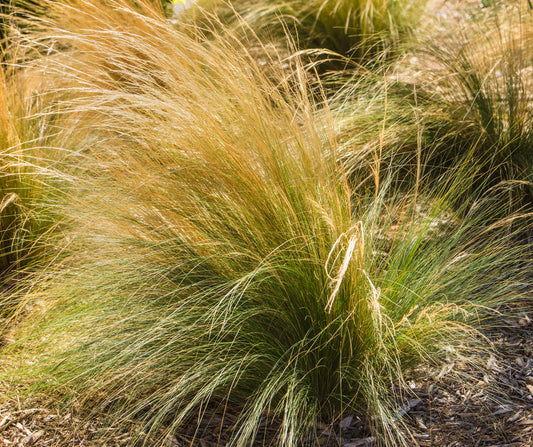 Mexican Feather Grass – Drought-Tolerant Border Plant for Southern California Landscapes