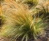Mexican Feather Grass – Drought-Tolerant Border Plant for Southern California Landscapes
