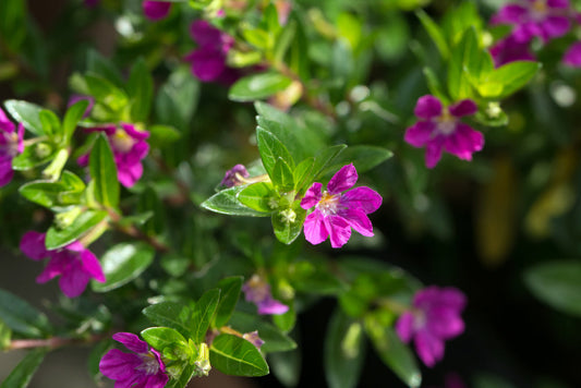 Mexican Heather – Compact Border & Container Plant For Southern California Landscapes