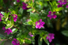 Mexican Heather – Compact Border & Container Plant For Southern California Landscapes