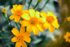 Mexican Marigold – Drought-Tolerant Hedge With Bright Yellow Blooms for Southern California Landscapes