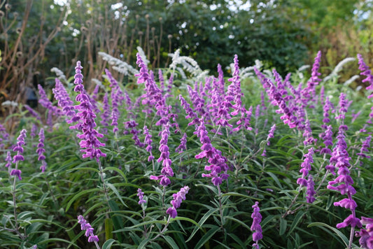 Mexican Bush Sage – Drought-Tolerant Border Plant for Southern California Landscapes