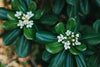 Mock Orange – Fragrant Evergreen Privacy Hedge for Southern California Landscapes