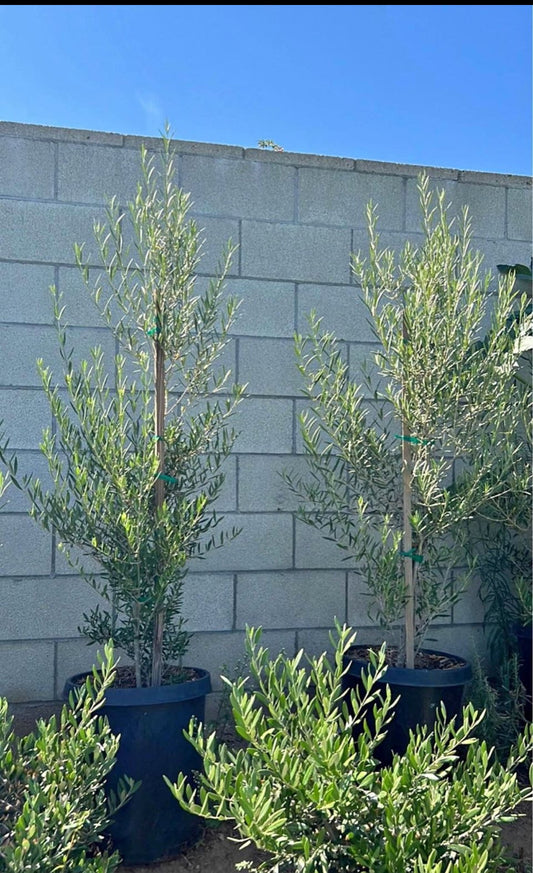 Fruitless Olive Tree – Architectural Landscape Accent for Southern California Landscapes