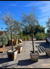 Fruitless Olive Tree – Drought-Tolerant Landscape Tree for Southern California Landscapes