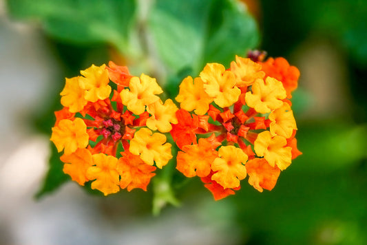 Lantana Camara Radiation – Sun-Loving Border Plant for Southern California Landscapes