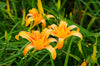 Orange Shade Daylily – Sunny Border Color, Entryway Accent Plant for Southern California Landscapes