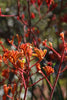 Orange Kangaroo Paw – Sun-Loving Accent Plant For Southern California Landscapes