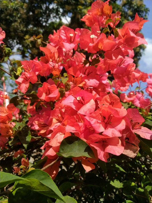 Orange Shade Bougainvillea – Climbing Vine for Sunny Walls and Fences in Southern California Landscapes