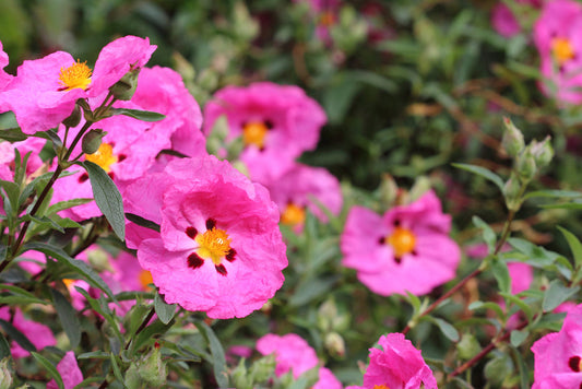 Orchid Rockrose – Drought-Tolerant Border Plant for Southern California Landscapes
