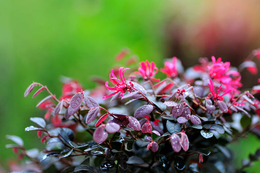 Loropetalum Chinense Razzle-Dazzle – Border Plant for Southern California Landscapes
